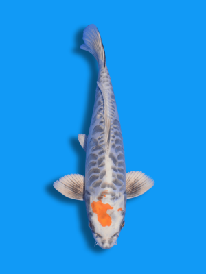 Aragoke Beni Kawari | Koi&Co.